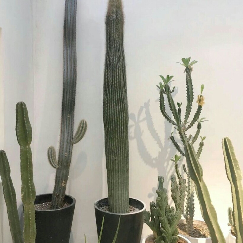 头鸣撞